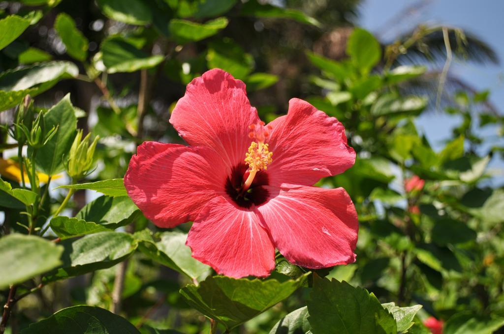 Hotel Tulip Ishigakijima Ishigaki  Εξωτερικό φωτογραφία